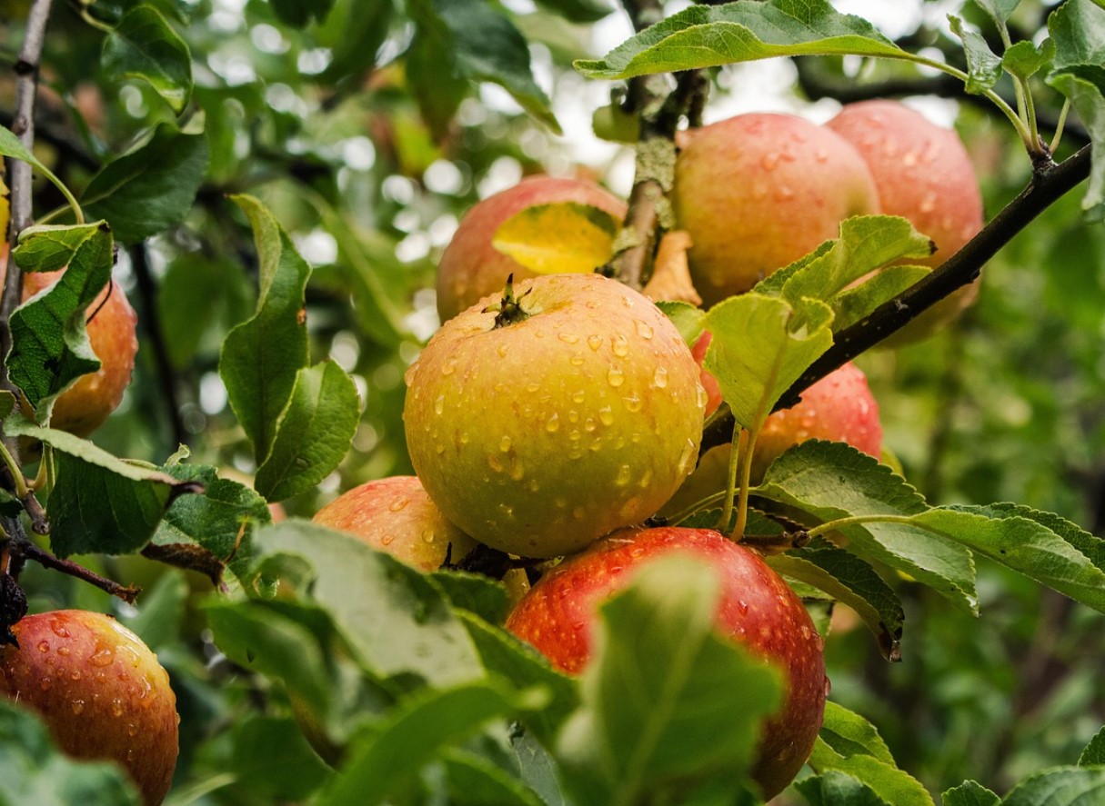 Õunapuu talveks valmis: parimad nipid pügamise ja kahjurite tõrjeks