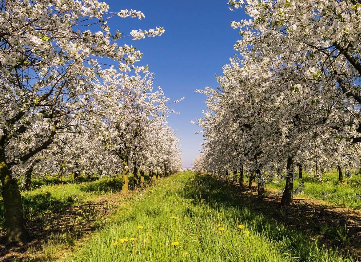 Õunapuu talveks valmis: parimad nipid pügamise ja kahjurite tõrjeks
