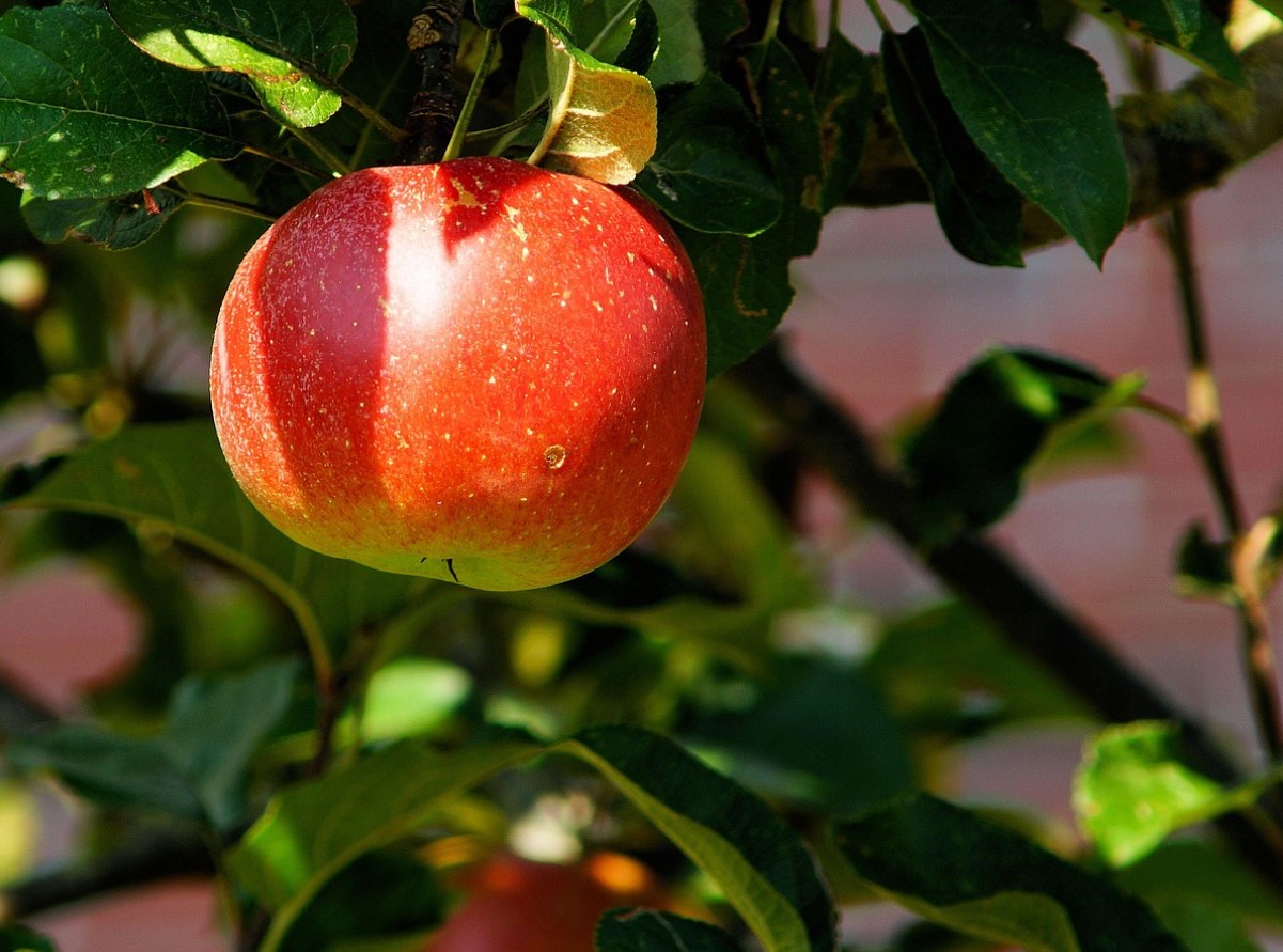 Õunapuu talveks valmis: parimad nipid pügamise ja kahjurite tõrjeks