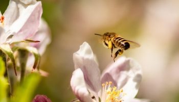 Õunapuu talveks valmis: parimad nipid pügamise ja kahjurite tõrjeks