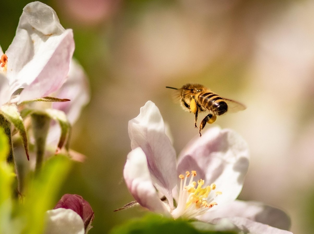 Õunapuu talveks valmis: parimad nipid pügamise ja kahjurite tõrjeks