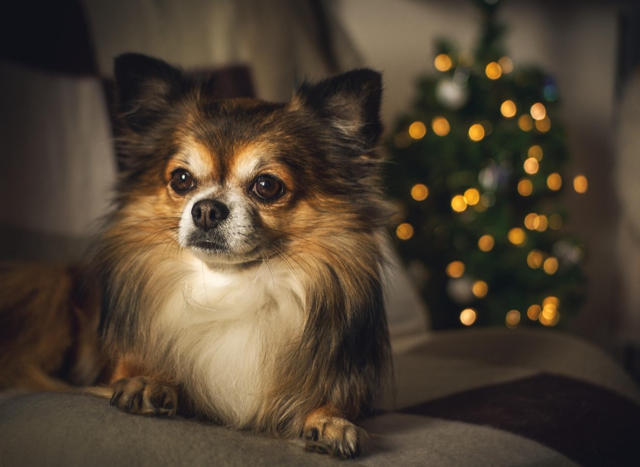 Enam ei ole külmi metalliktoone: 2025. aastal ilmub jõulutoon, mis meenutab kakaod, puitu ja kaneeli.