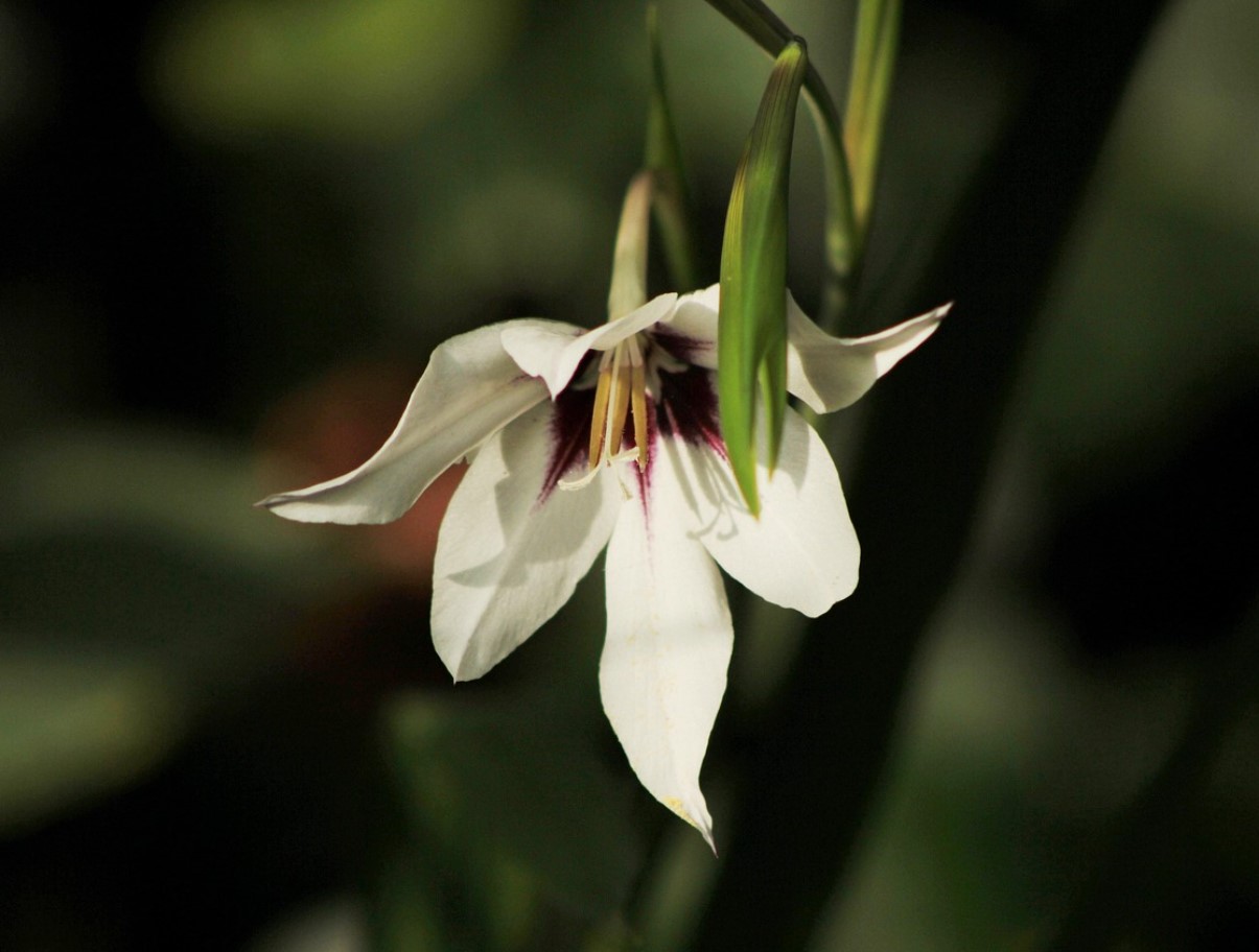 Kui te gladiolusi praegu välja ei kaeva, siis otsite neid kevadel asjatult. Suvitajad poolt läbiproovitud meetod sibulate säilitamiseks kuni kevadeni.