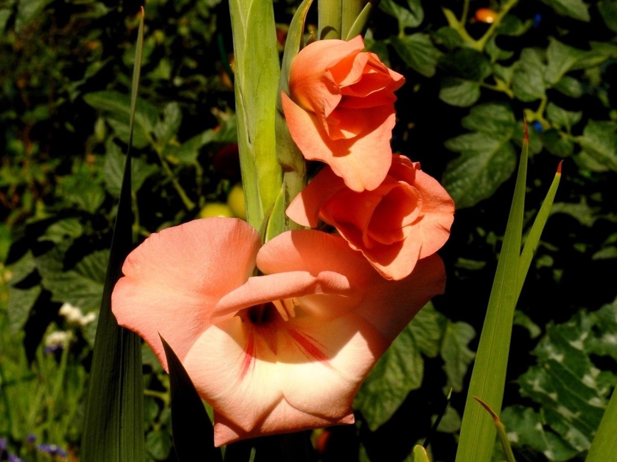 Kui te gladiolusi praegu välja ei kaeva, siis otsite neid kevadel asjatult. Suvitajad poolt läbiproovitud meetod sibulate säilitamiseks kuni kevadeni.