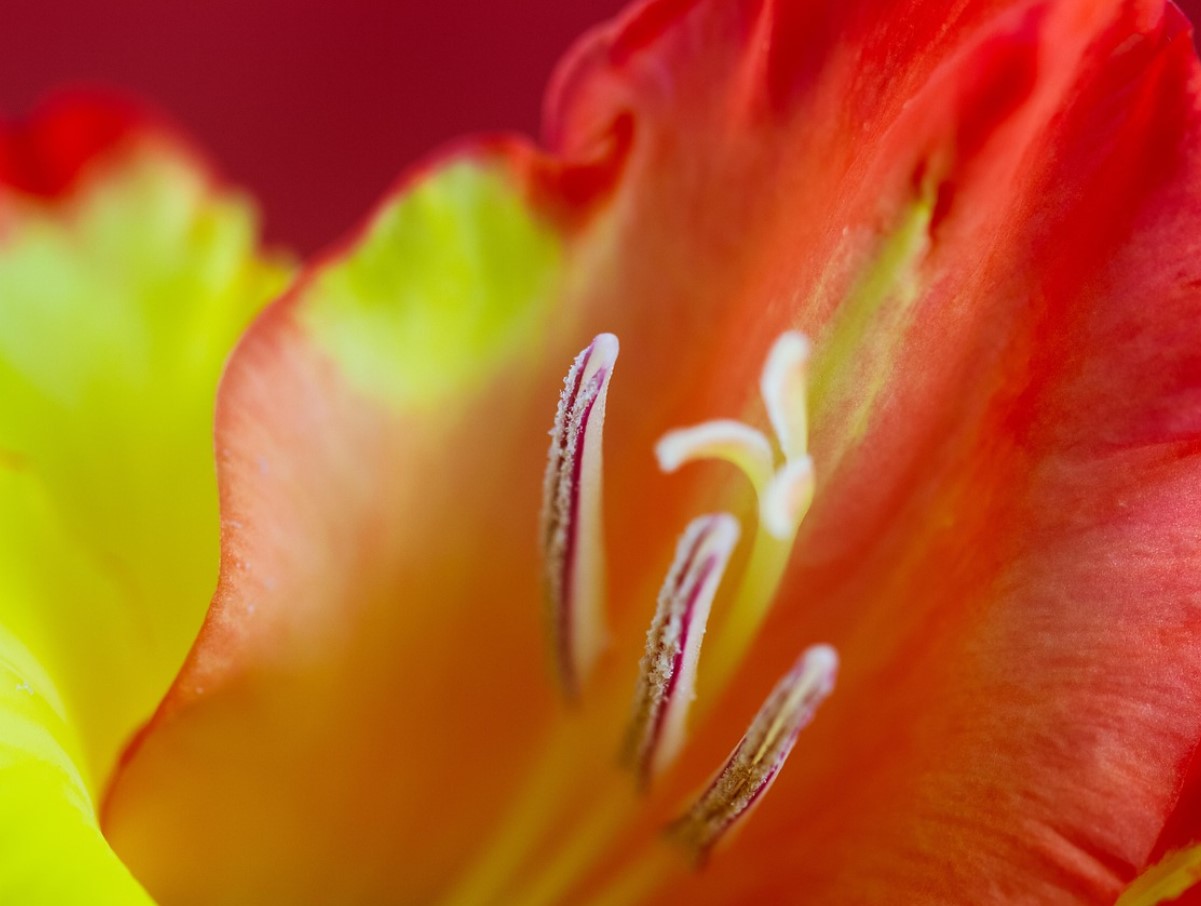 Kui te gladiolusi praegu välja ei kaeva, siis otsite neid kevadel asjatult. Suvitajad poolt läbiproovitud meetod sibulate säilitamiseks kuni kevadeni.