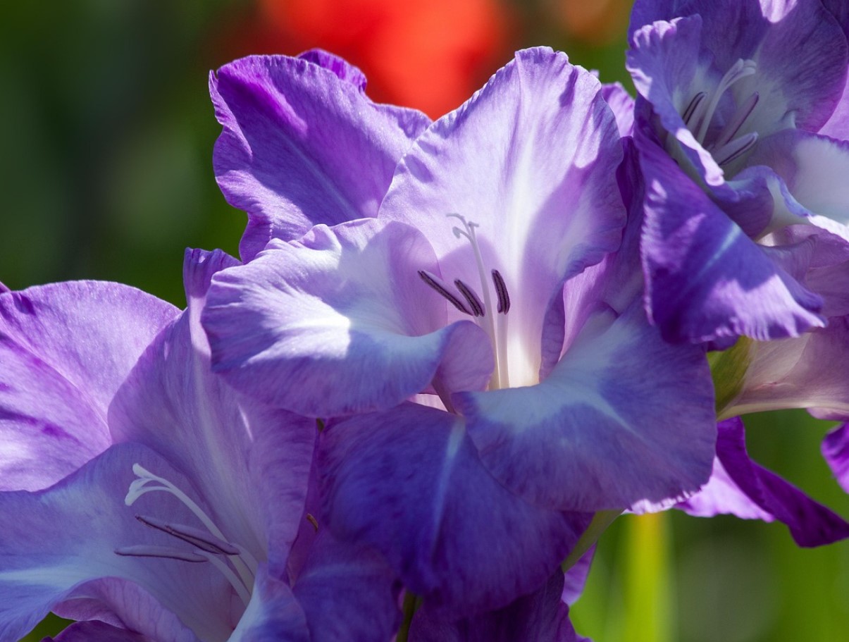 Kui te gladiolusi praegu välja ei kaeva, siis otsite neid kevadel asjatult. Suvitajad poolt läbiproovitud meetod sibulate säilitamiseks kuni kevadeni.