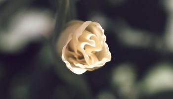 Kui te gladiolusi praegu välja ei kaeva, siis otsite neid kevadel asjatult. Suvitajad poolt läbiproovitud meetod sibulate säilitamiseks kuni kevadeni.