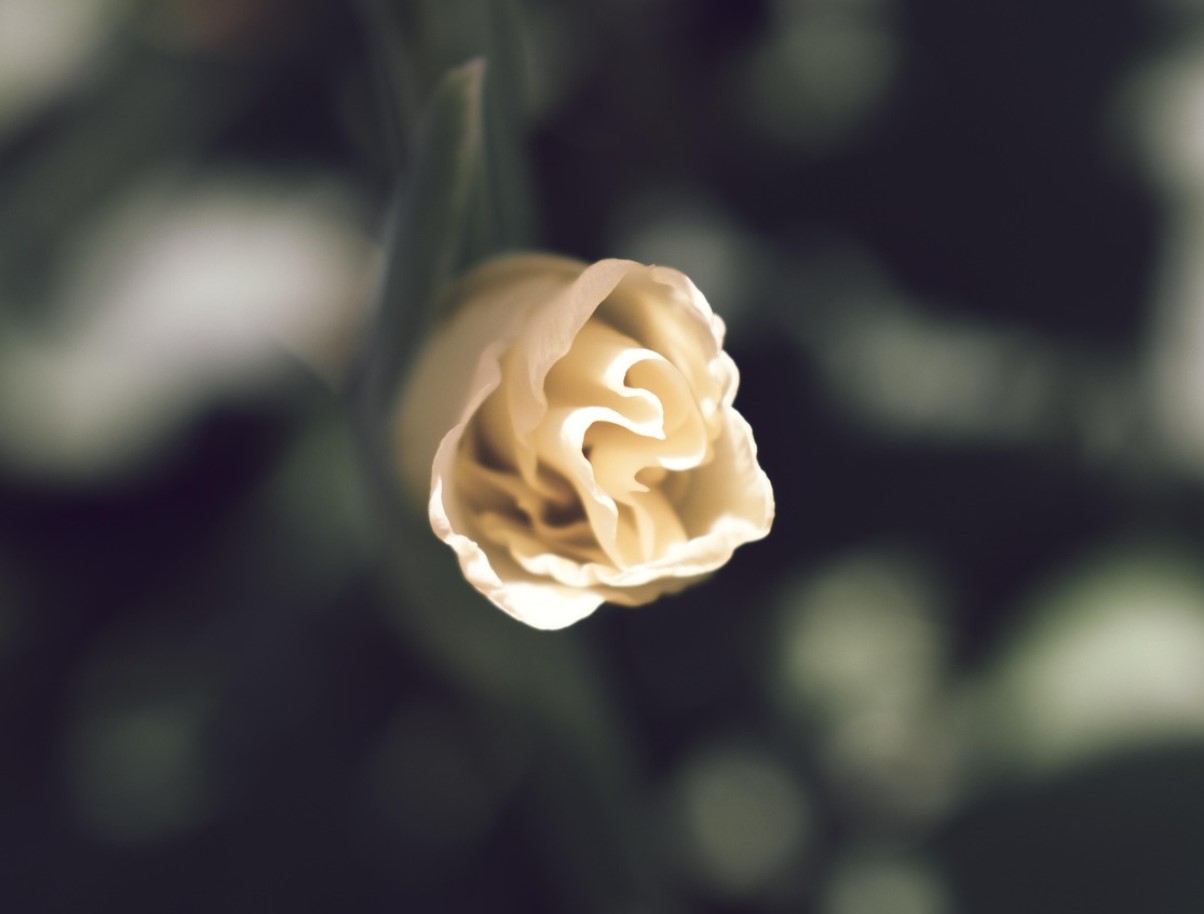 Kui te gladiolusi praegu välja ei kaeva, siis otsite neid kevadel asjatult. Suvitajad poolt läbiproovitud meetod sibulate säilitamiseks kuni kevadeni.