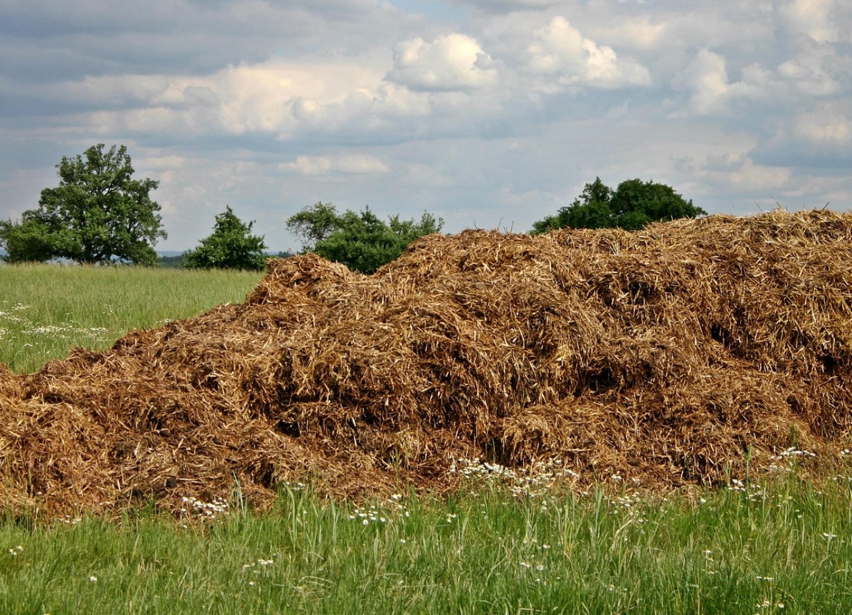 See sõnnik on aare, mida aednikud tihti tähelepanuta jätavad: see annab puudele, põõsastele ja kompostile elujõudu, kuid mitte kõik taimed ei talu seda.