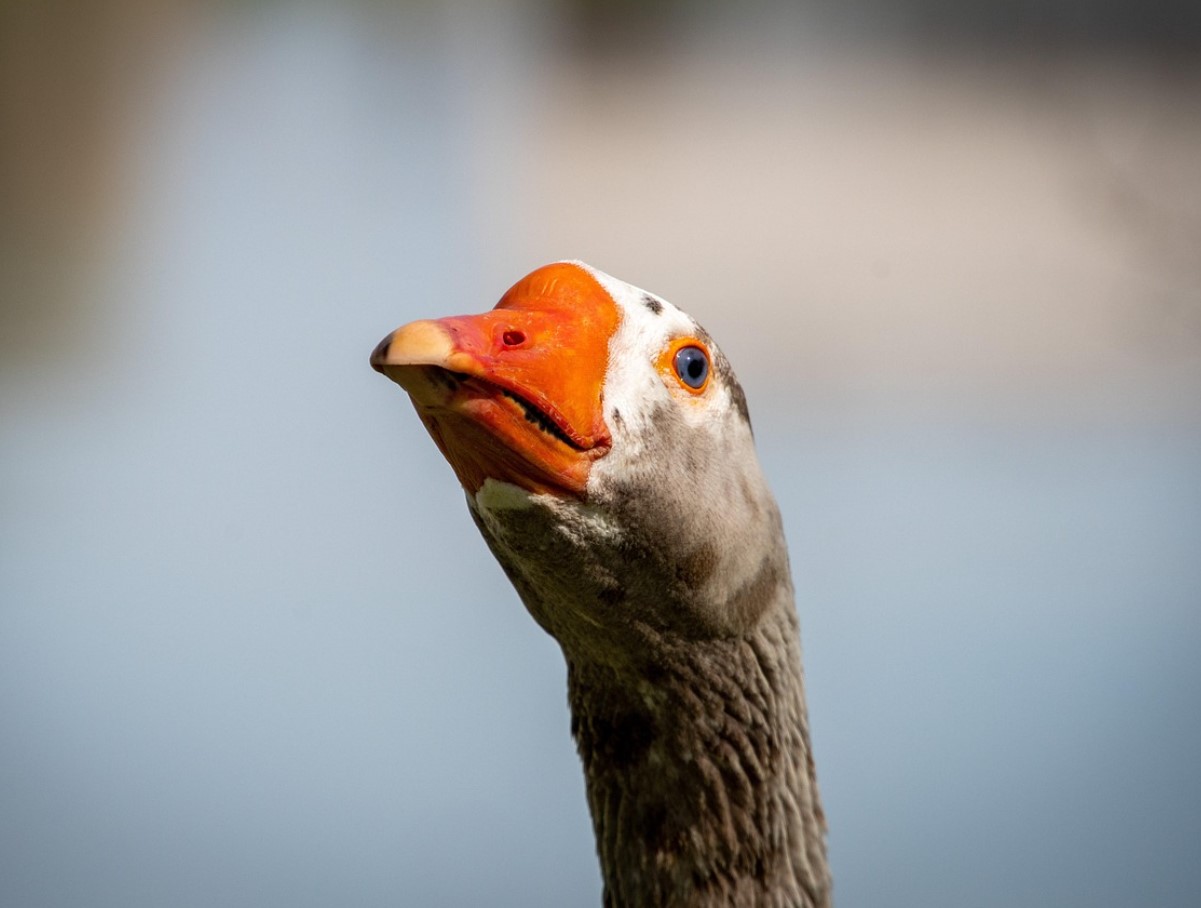 See sõnnik on aare, mida aednikud tihti tähelepanuta jätavad: see annab puudele, põõsastele ja kompostile elujõudu, kuid mitte kõik taimed ei talu seda.