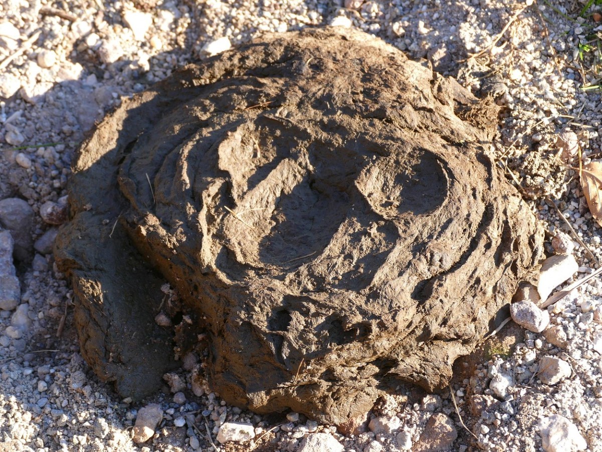 See sõnnik on aare, mida aednikud tihti tähelepanuta jätavad: see annab puudele, põõsastele ja kompostile elujõudu, kuid mitte kõik taimed ei talu seda.