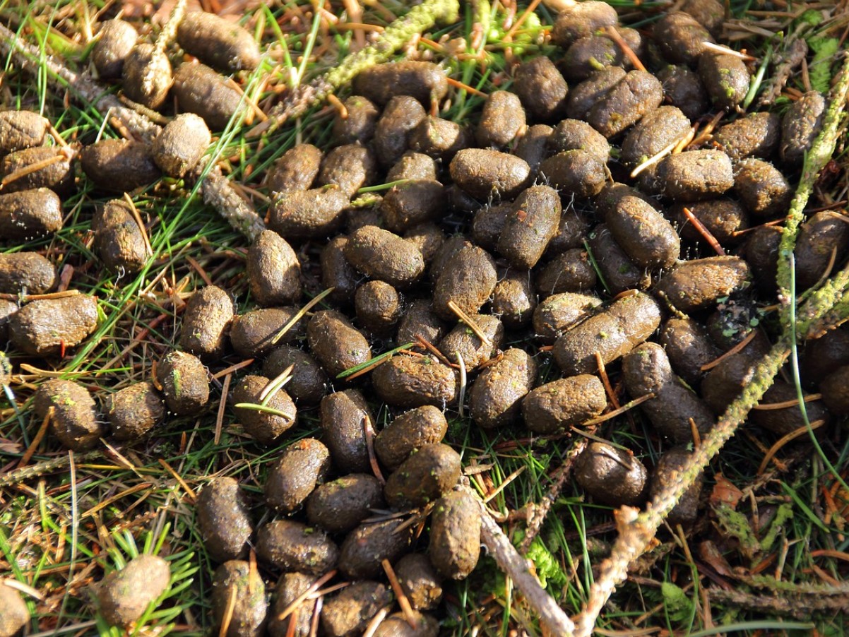 See sõnnik on aare, mida aednikud tihti tähelepanuta jätavad: see annab puudele, põõsastele ja kompostile elujõudu, kuid mitte kõik taimed ei talu seda.