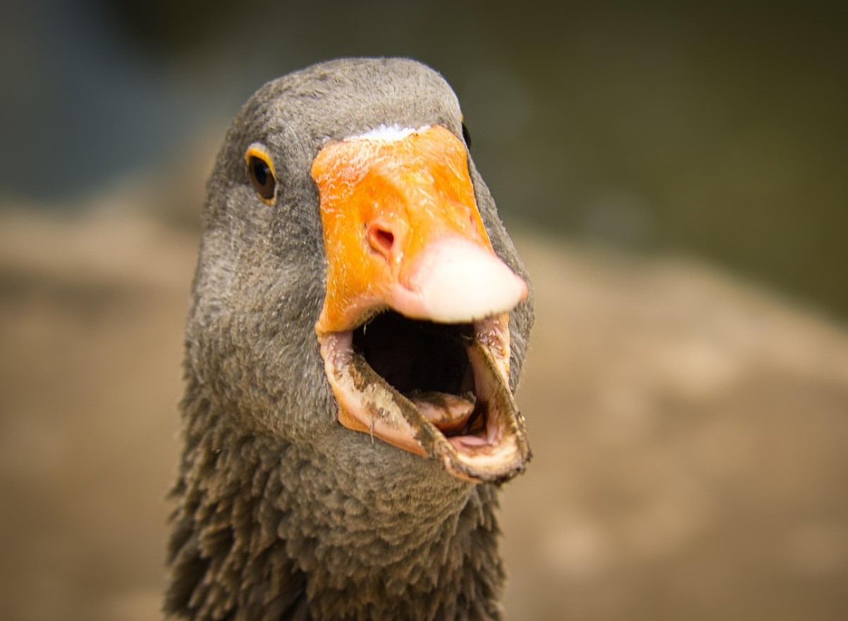 See sõnnik on aare, mida aednikud tihti tähelepanuta jätavad: see annab puudele, põõsastele ja kompostile elujõudu, kuid mitte kõik taimed ei talu seda.