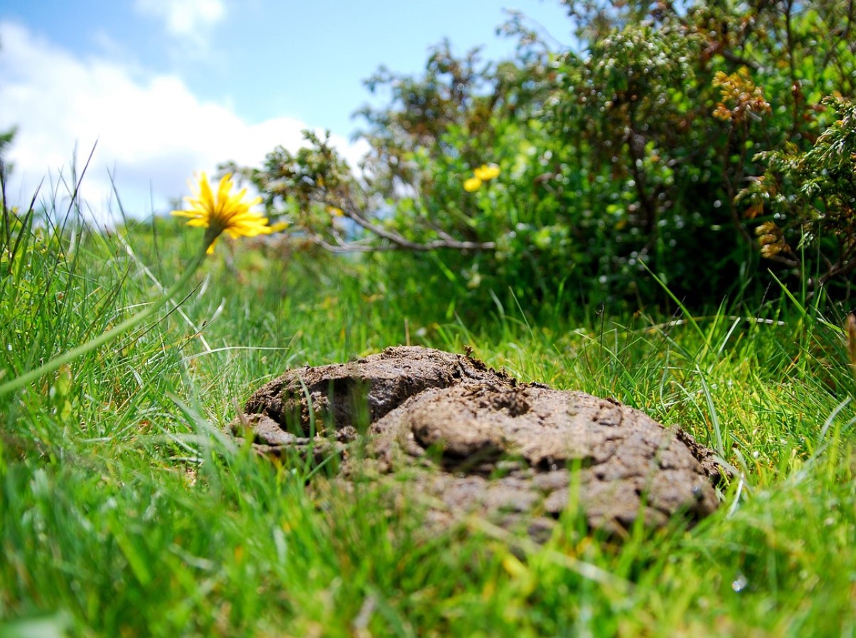 See sõnnik on aare, mida aednikud tihti tähelepanuta jätavad: see annab puudele, põõsastele ja kompostile elujõudu, kuid mitte kõik taimed ei talu seda.