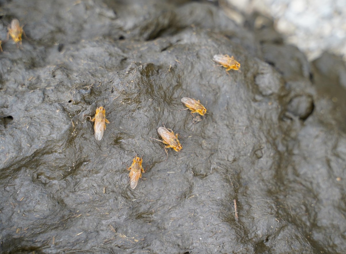 See sõnnik on aare, mida aednikud tihti tähelepanuta jätavad: see annab puudele, põõsastele ja kompostile elujõudu, kuid mitte kõik taimed ei talu seda.
