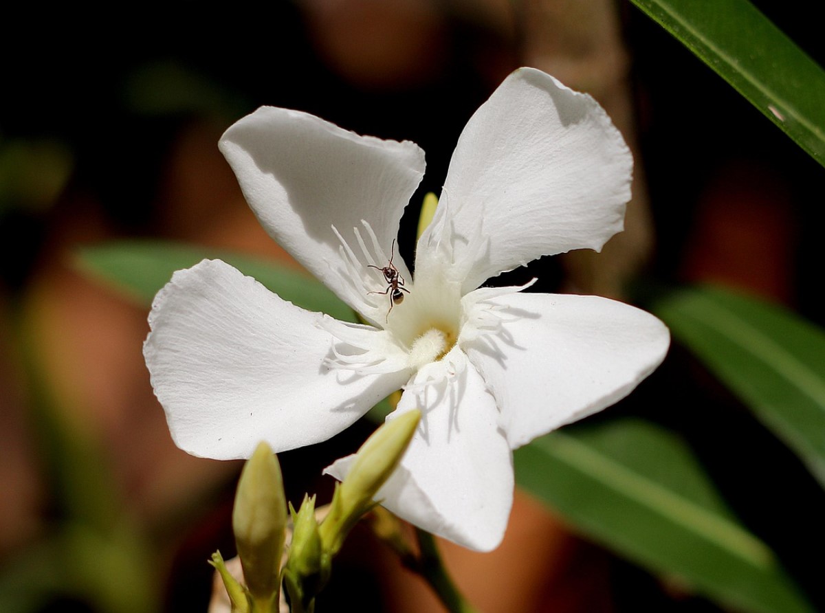 Kuidas õigesti talvitada oleandrit – 3 väärtuslikku nõuannet