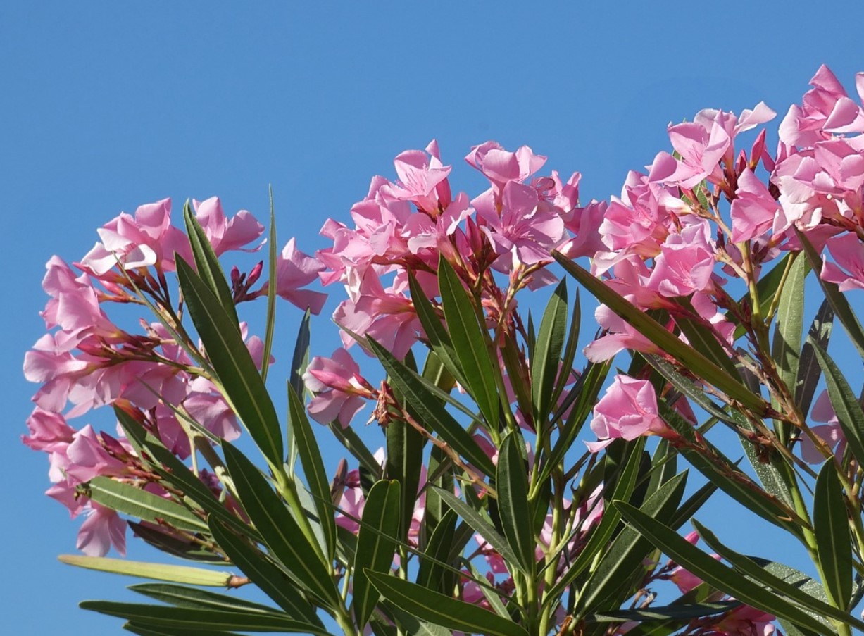 Kuidas õigesti talvitada oleandrit – 3 väärtuslikku nõuannet
