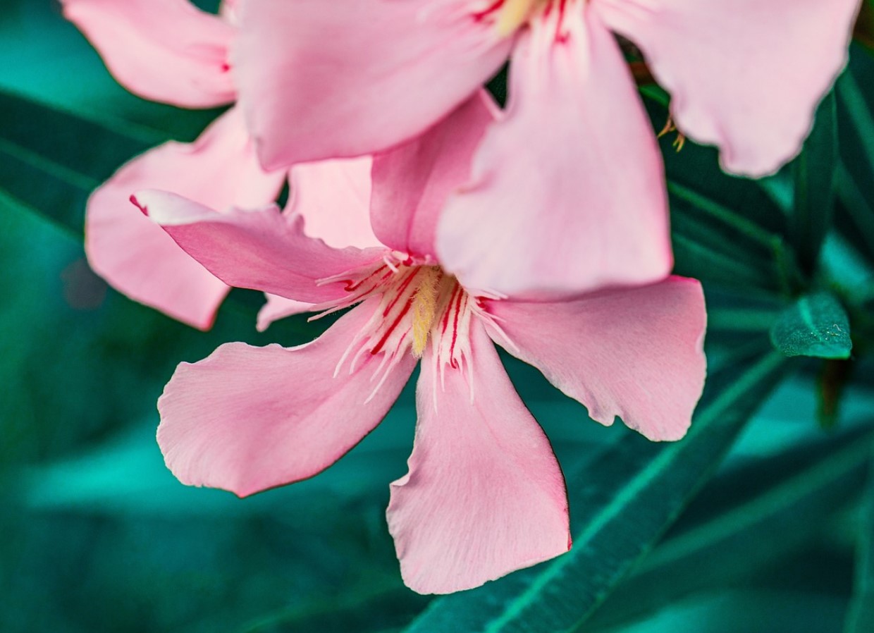 Kuidas õigesti talvitada oleandrit – 3 väärtuslikku nõuannet