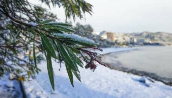 Kuidas õigesti talvitada oleandrit – 3 väärtuslikku nõuannet