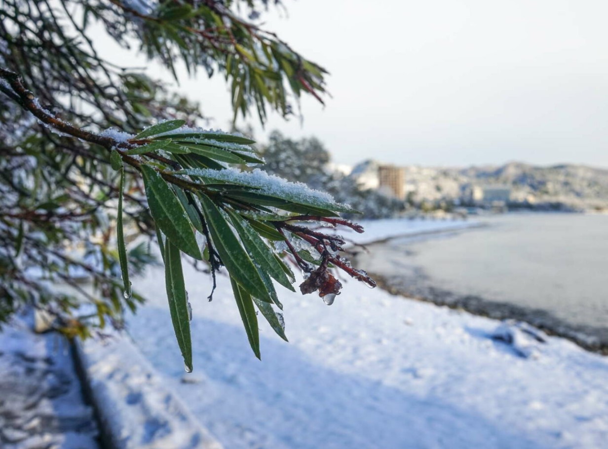 Kuidas õigesti talvitada oleandrit – 3 väärtuslikku nõuannet