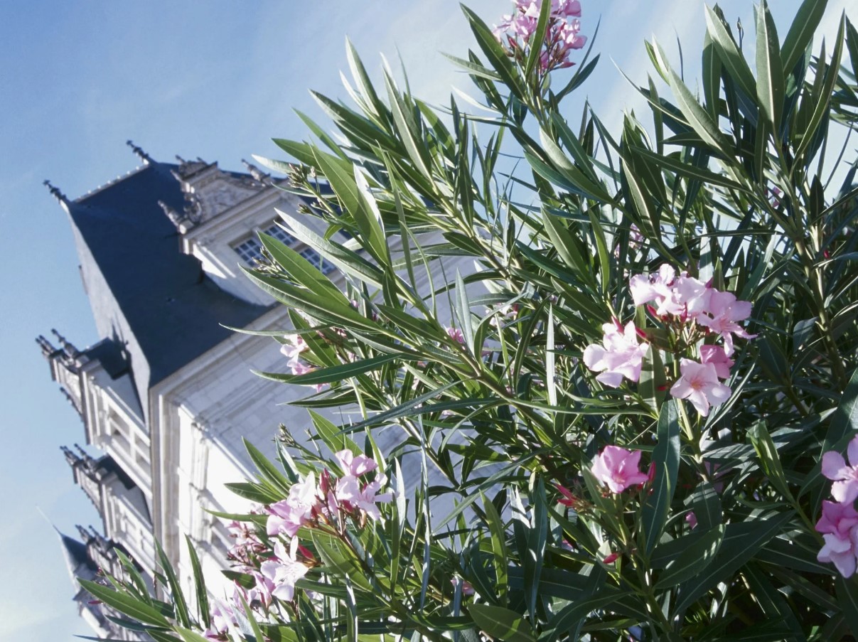 Kuidas õigesti talvitada oleandrit – 3 väärtuslikku nõuannet