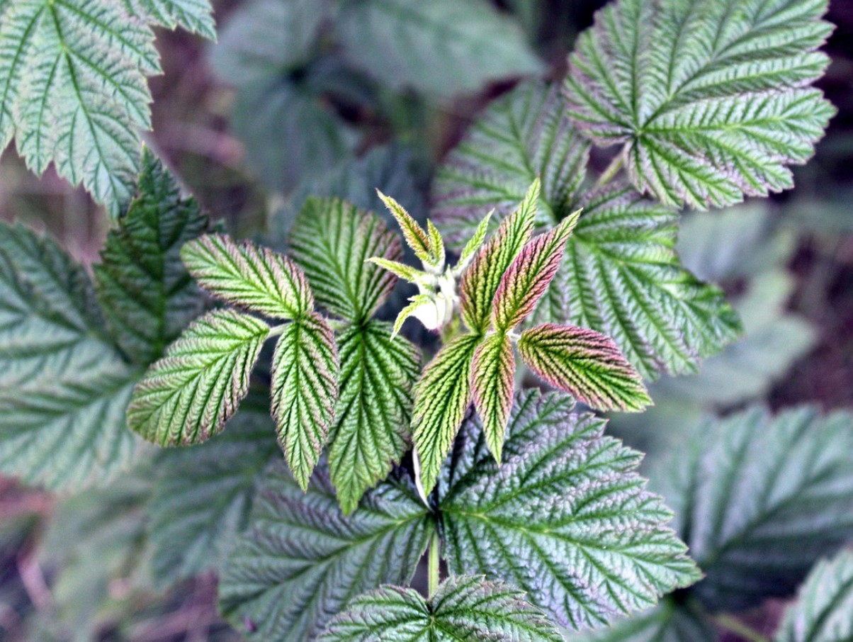 Vaarikas on nõudlik, kuid mitte haavatamatu: sügisene väetamine määrab, kui palju marju sa juunis koristad.