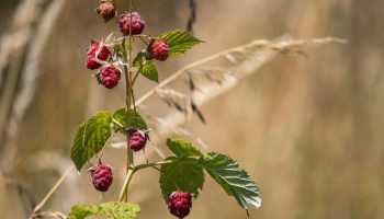 Vaarikas on nõudlik, kuid mitte haavatamatu: sügisene väetamine määrab, kui palju marju sa juunis koristad.