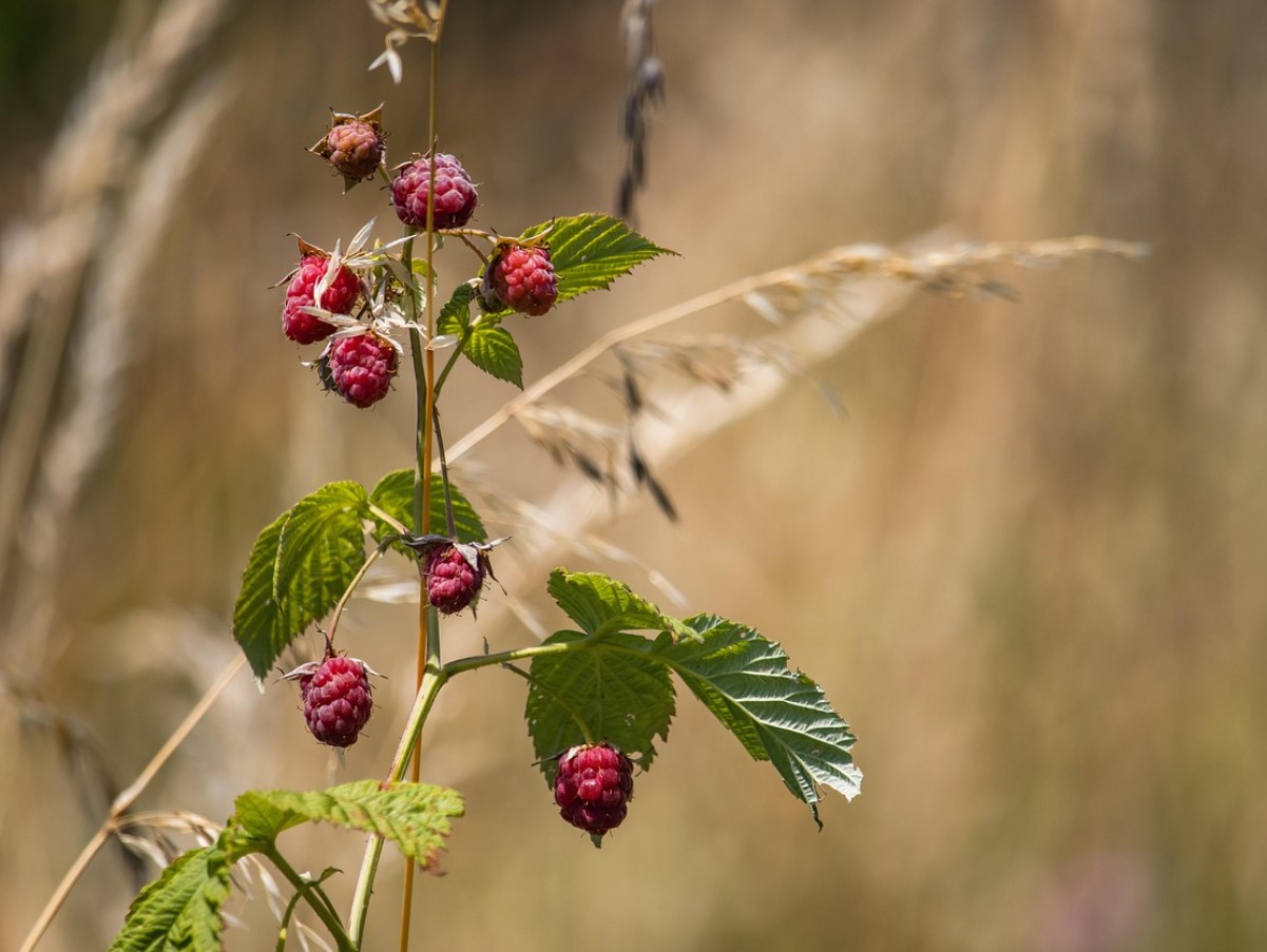 Vaarikas on nõudlik, kuid mitte haavatamatu: sügisene väetamine määrab, kui palju marju sa juunis koristad.