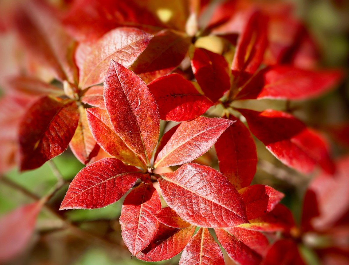 Üks valeaegne lõikamine ja rododendron sureb: sügisel tehtav viga, mida teeb peaaegu iga aednik.