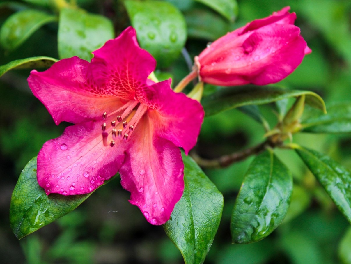 Üks valeaegne lõikamine ja rododendron sureb: sügisel tehtav viga, mida teeb peaaegu iga aednik.