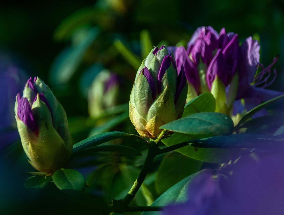 Üks valeaegne lõikamine ja rododendron sureb: sügisel tehtav viga, mida teeb peaaegu iga aednik.
