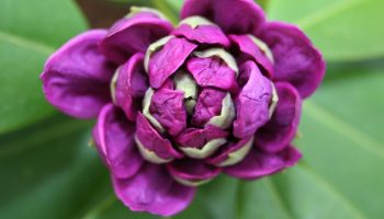 Üks valeaegne lõikamine ja rododendron sureb: sügisel tehtav viga, mida teeb peaaegu iga aednik.