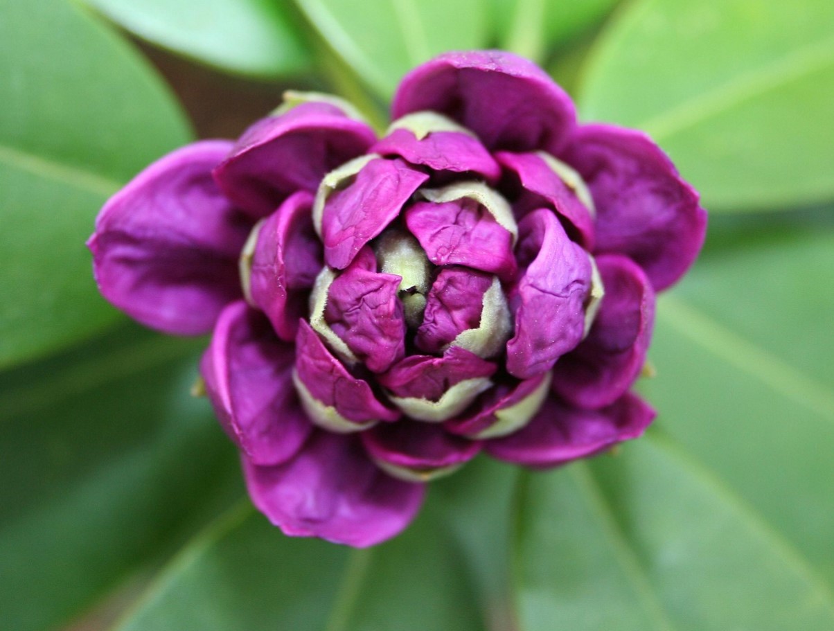 Üks valeaegne lõikamine ja rododendron sureb: sügisel tehtav viga, mida teeb peaaegu iga aednik.