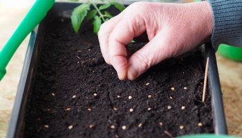 Millal istutada tomatid seemikute jaoks 2026: täpne külvikuupäevade arvutamine