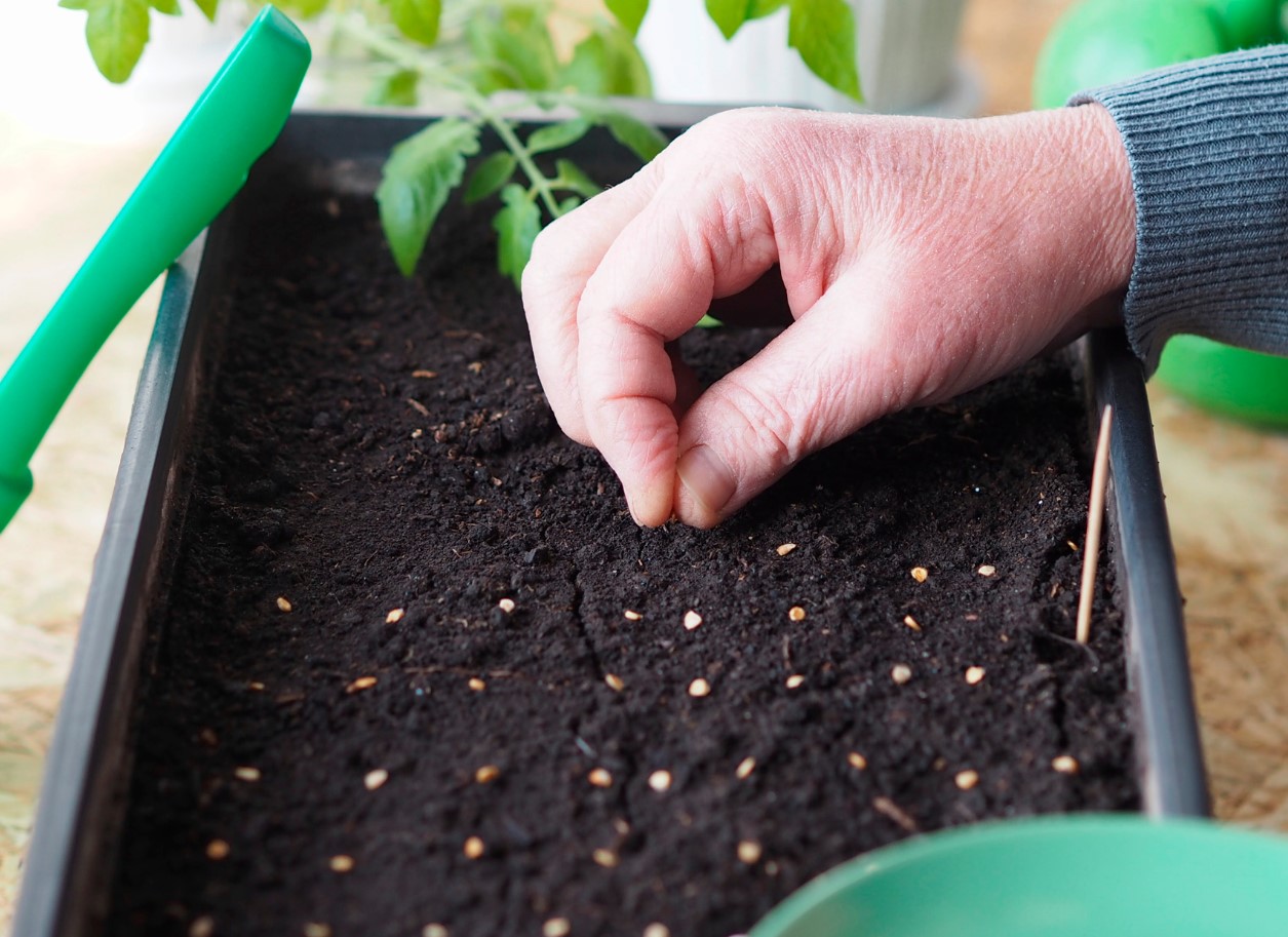 Millal istutada tomatid seemikute jaoks 2026: täpne külvikuupäevade arvutamine