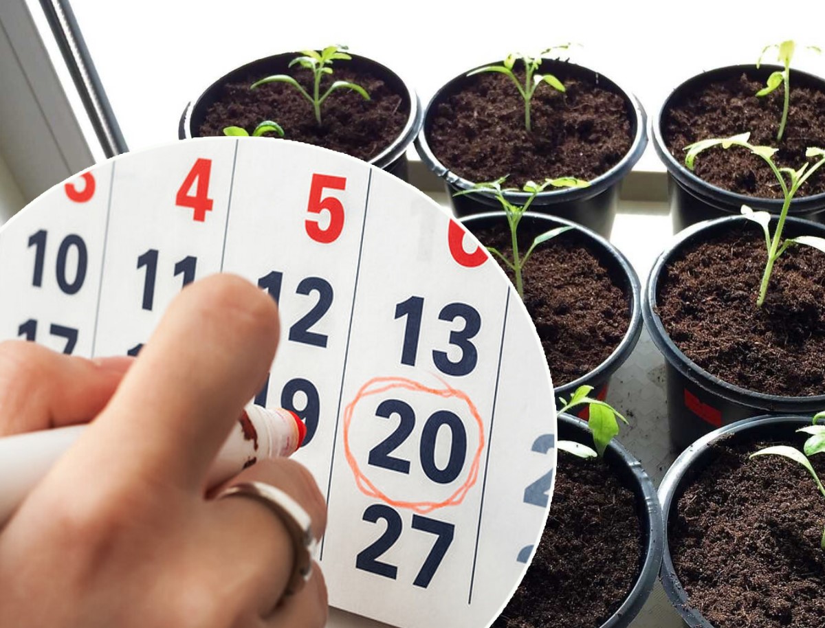 Millal istutada tomatid seemikute jaoks 2026: täpne külvikuupäevade arvutamine