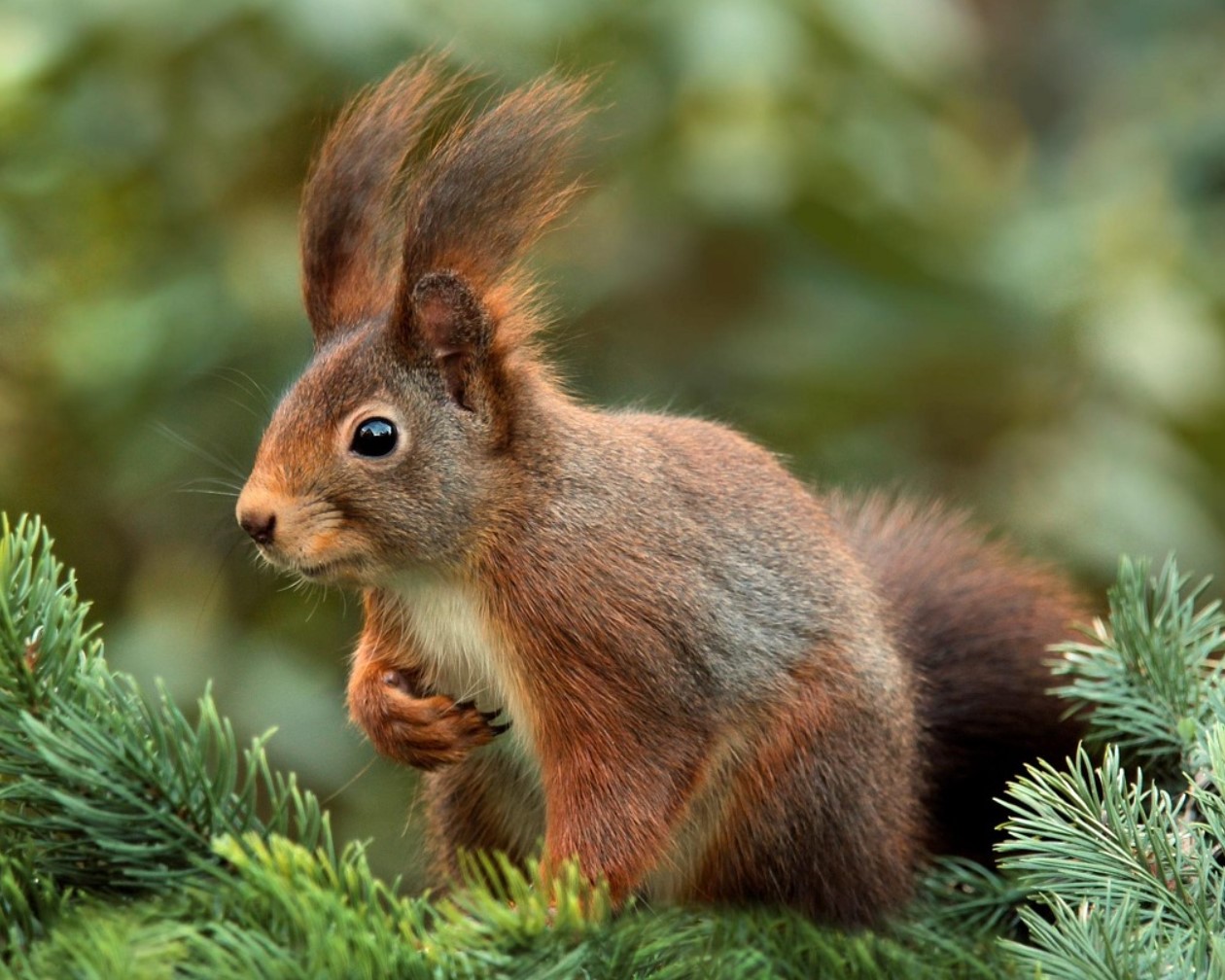 Oravad aias: kas sõbrad või vargad? Nõuanded koos elamiseks