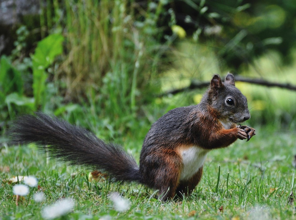 Oravad aias: kas sõbrad või vargad? Nõuanded koos elamiseks