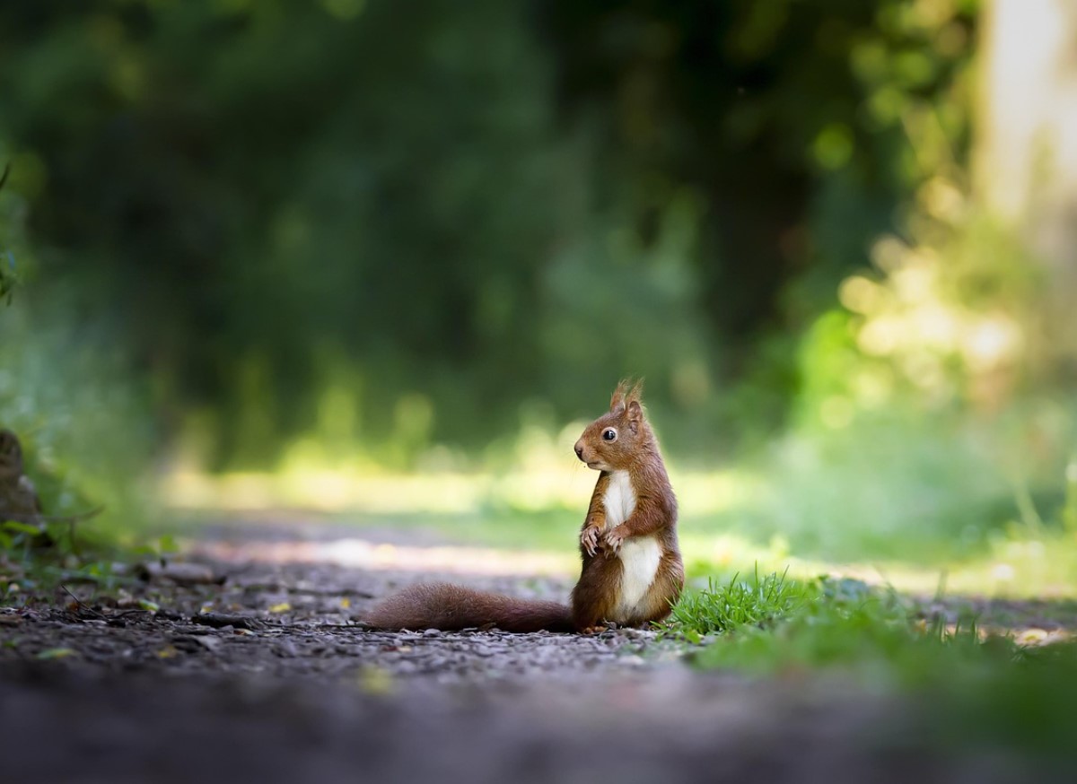 Oravad aias: kas sõbrad või vargad? Nõuanded koos elamiseks