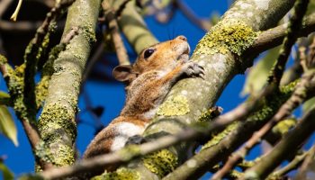 Oravad aias: kas sõbrad või vargad? Nõuanded koos elamiseks