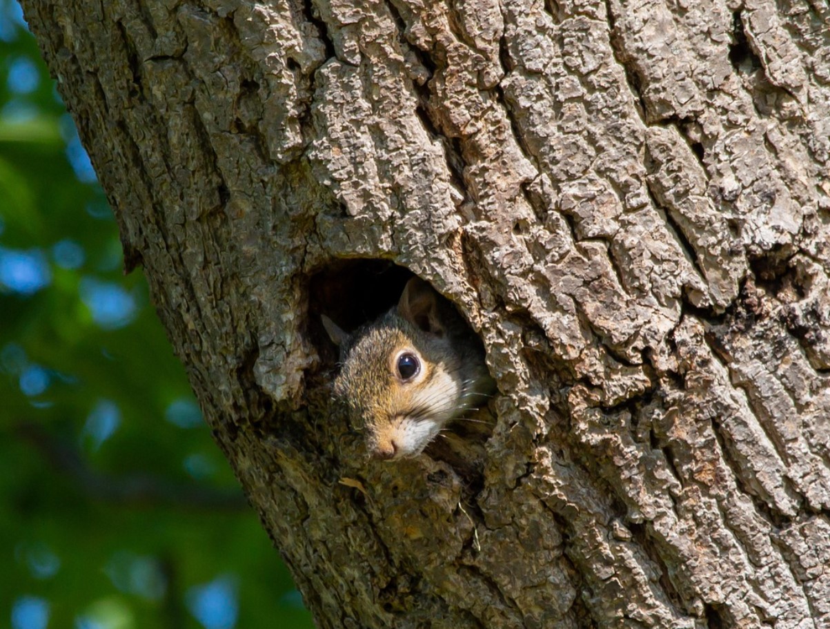 Oravad aias: kas sõbrad või vargad? Nõuanded koos elamiseks