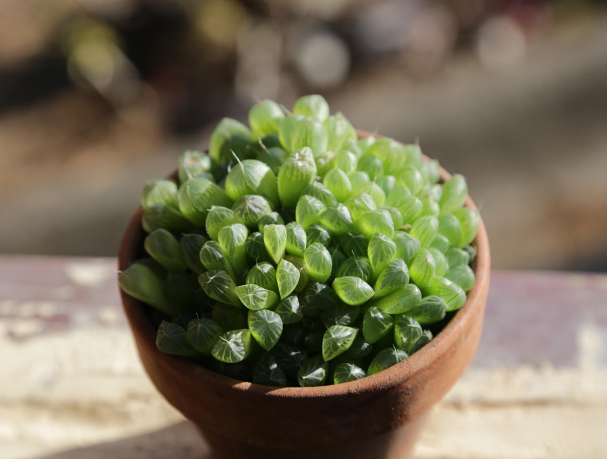 Sukulendid, mis armastavad pimedat ja külma: talvekindlad toataimed Eestile