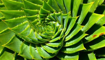 Sukulendid, mis armastavad pimedat ja külma: talvekindlad toataimed Eestile