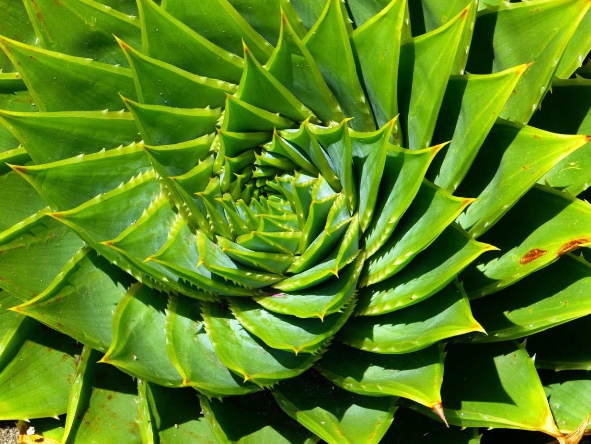 Sukulendid, mis armastavad pimedat ja külma: talvekindlad toataimed Eestile
