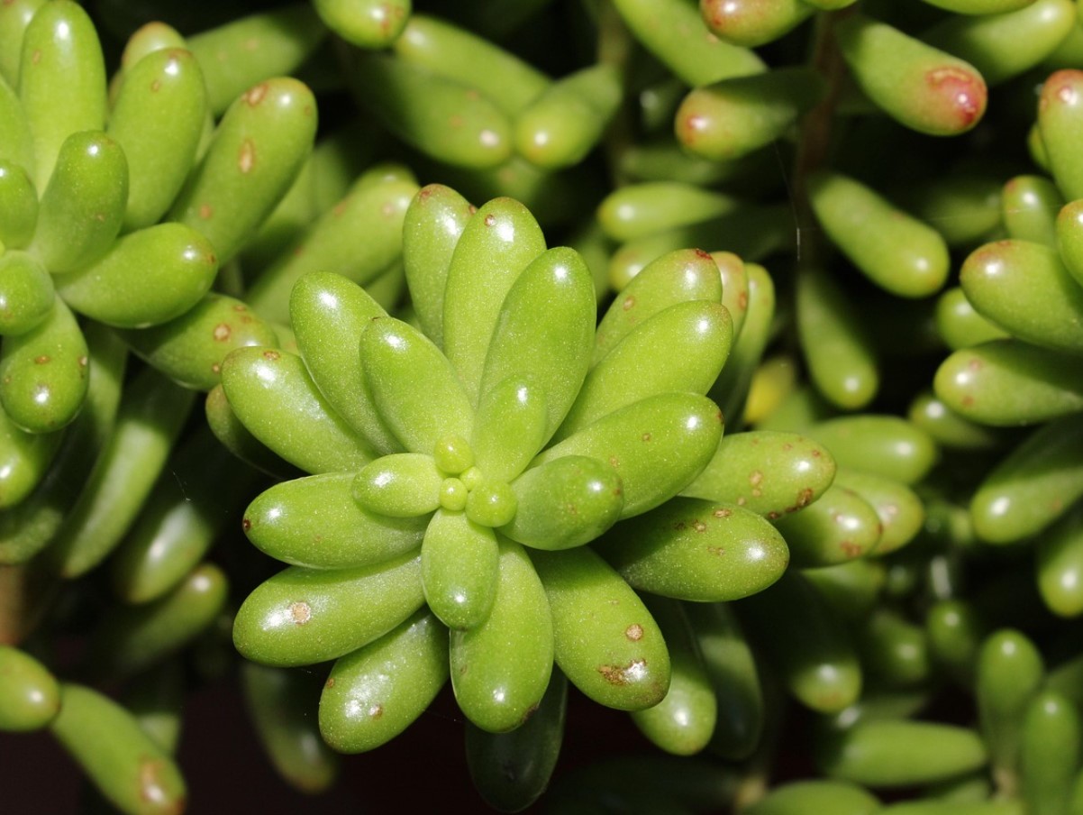 Sukulendid, mis armastavad pimedat ja külma: talvekindlad toataimed Eestile