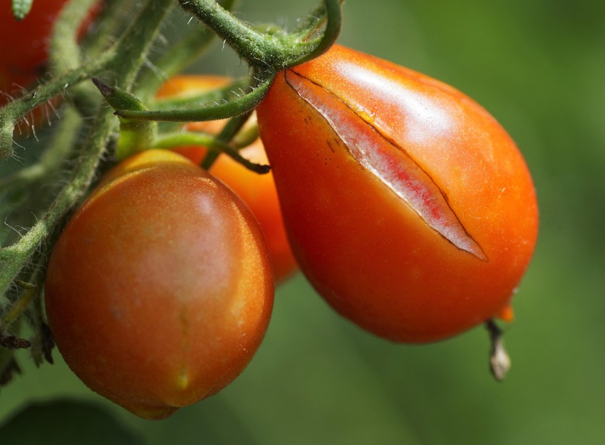 Miks tomatid pragunevad – ja kuidas seda vältida