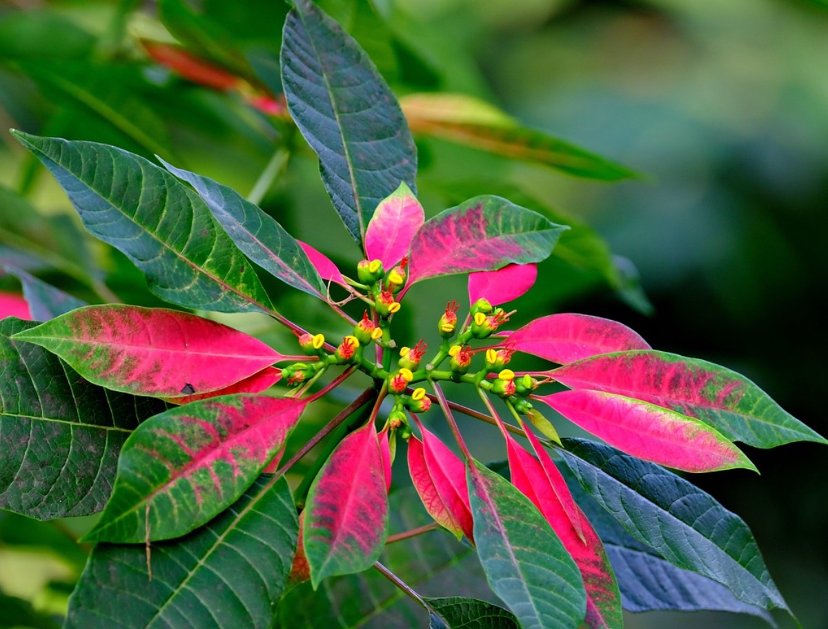 Jõulutähe salajane ajalugu: lill, mis valgustab jõule