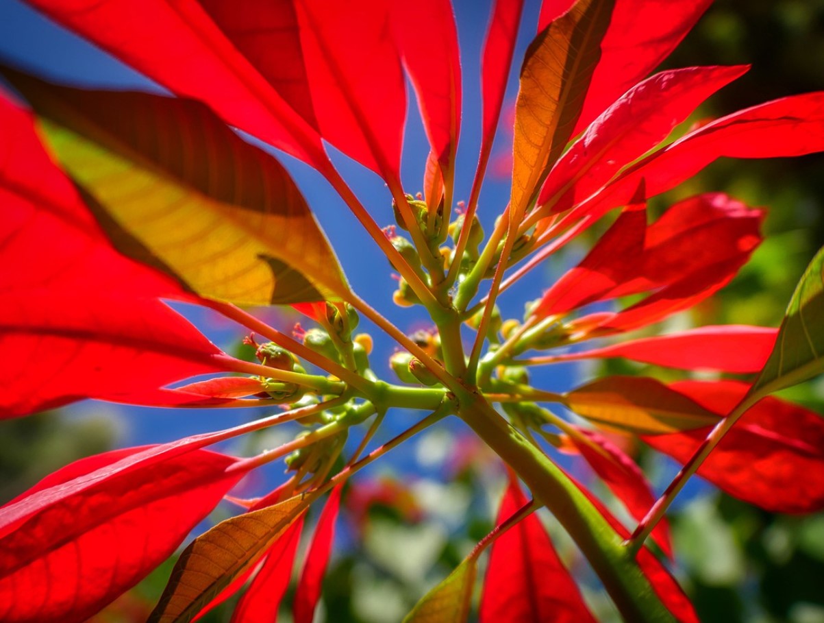 Jõulutähe salajane ajalugu: lill, mis valgustab jõule