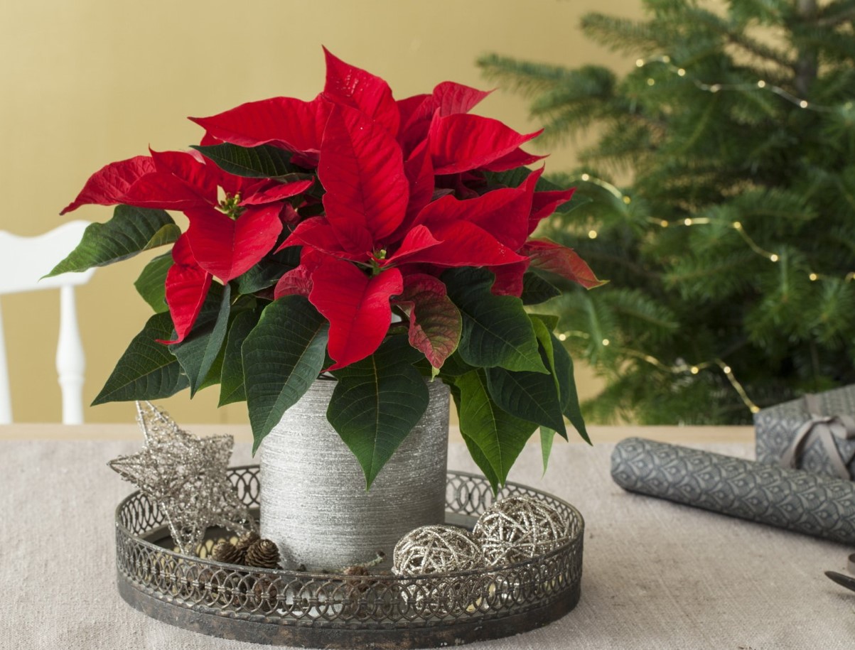 Jõulutähe salajane ajalugu: lill, mis valgustab jõule