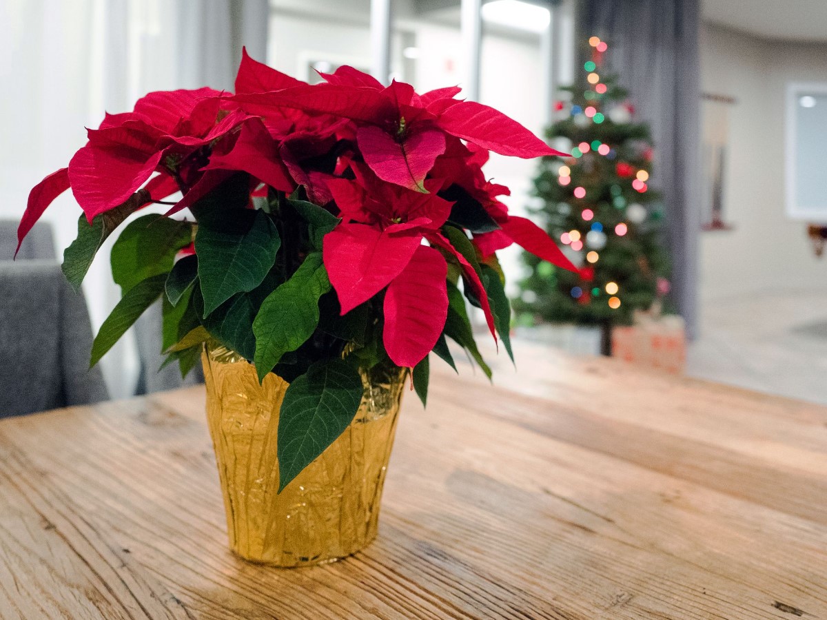 Jõulutähe salajane ajalugu: lill, mis valgustab jõule